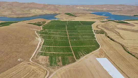 Kavurucu sıcak altında tarlada ekmek mücadelesi