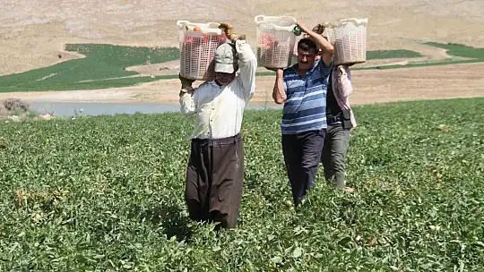 Kavurucu sıcak altında tarlada ekmek mücadelesi