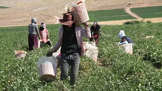 Kavurucu sıcak altında tarlada ekmek mücadelesi
