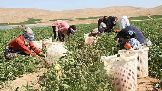 Kavurucu sıcak altında tarlada ekmek mücadelesi