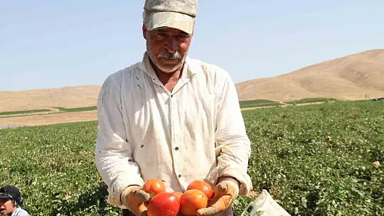 Kavurucu sıcak altında tarlada ekmek mücadelesi