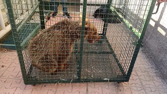 Kayalıklardan düşerek yaralanan yavru ayı 'Elfi' tedavisi için Bursa'ya gönderildi