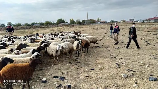Kayıp koyun sürüsü 10 kilometre uzakta bulundu