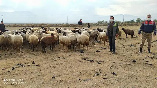 Kayıp koyun sürüsü 10 kilometre uzakta bulundu