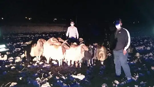 Kayıp koyunlar 9 kilometre uzakta bulundu