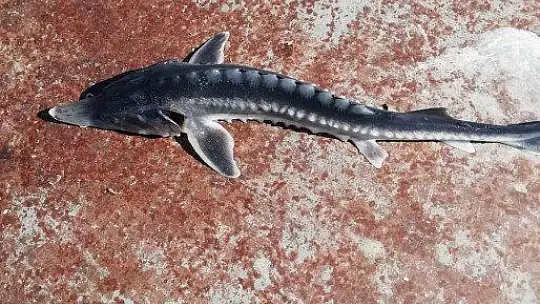 Keban Baraj Gölü'nden çıkan balık şaşkınlığa neden oldu