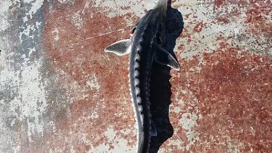 Keban Baraj Gölü'nden çıkan balık şaşkınlığa neden oldu
