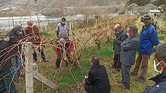 Keban'da çiftçilere, bağ budama eğitimi