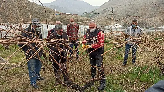 Keban'da çiftçilere, bağ budama eğitimi