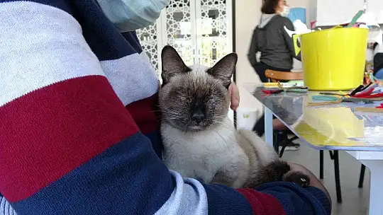 Kedi 'Helva' okulun maskotu oldu