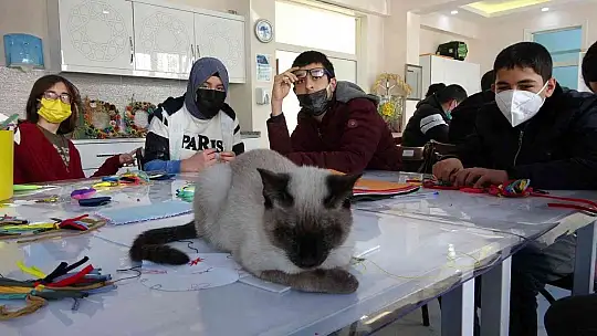 Kedi 'Helva' okulun maskotu oldu
