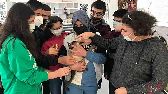 Kedi 'Helva' okulun maskotu oldu