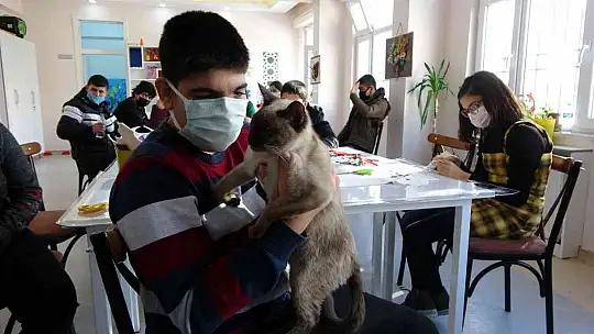 Kedi 'Helva' okulun maskotu oldu
