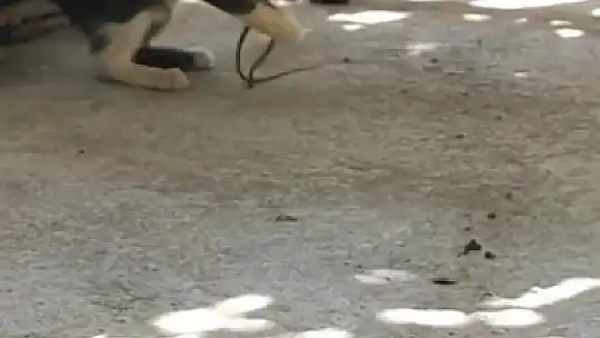 Kedi bu kez fareyle değil yılanla oynadı