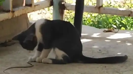 Kedi bu kez fareyle değil yılanla oynadı