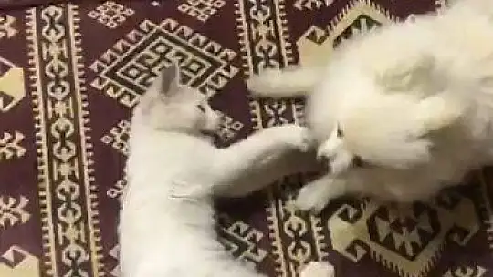 Kedi ile köpeğin şaşırtan dostluğu