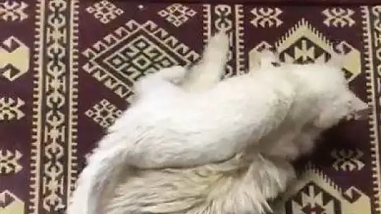 Kedi ile köpeğin şaşırtan dostluğu
