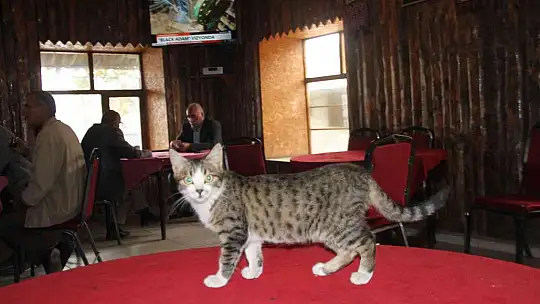 Kedi kahvehanenin maskotu oldu