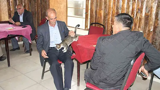 Kedi kahvehanenin maskotu oldu