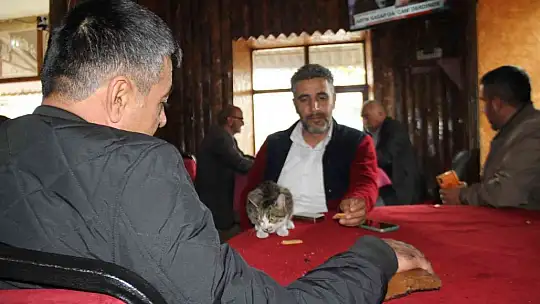 Kedi kahvehanenin maskotu oldu