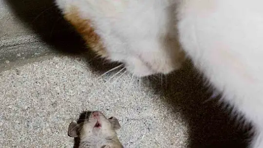 Kedinin fareyle oynaması gülümsetti