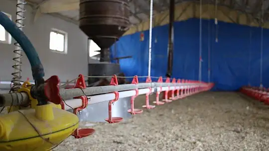 Kendi çiftliğini kurdu, bir yılda 200 bin adet tavuk ve hindi satışı yaptı
