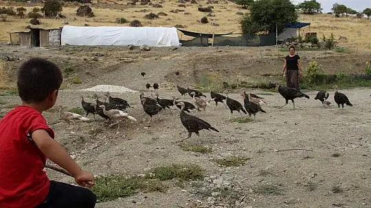 Kendi çiftliğini kurdu, bir yılda 200 bin adet tavuk ve hindi satışı yaptı