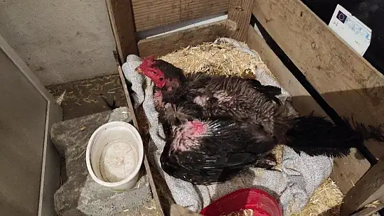 Kesmek için aldığı horoz kuluçkaya yattı, görenler gözlerine inanamadı