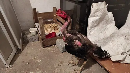 Kesmek için aldığı horoz kuluçkaya yattı, görenler gözlerine inanamadı