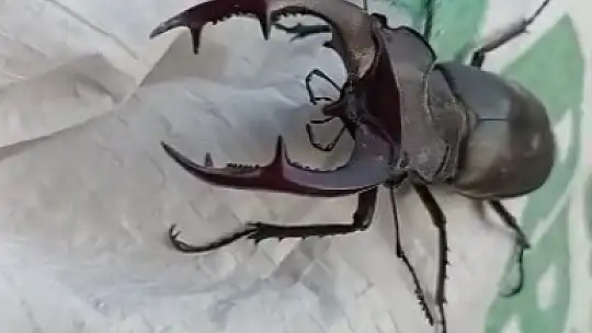Kırmızı listede yer alıyor, Elazığ'da görüntülendi