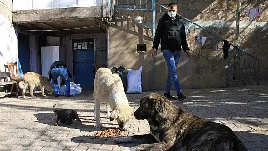 Kış geldi 850 hanelik köy 50'ye düştü, sokak hayvanları muhtara kaldı