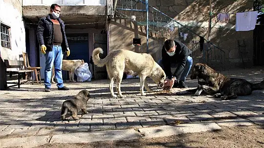 Kış geldi 850 hanelik köy 50'ye düştü, sokak hayvanları muhtara kaldı