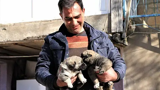 Kış geldi 850 hanelik köy 50'ye düştü, sokak hayvanları muhtara kaldı