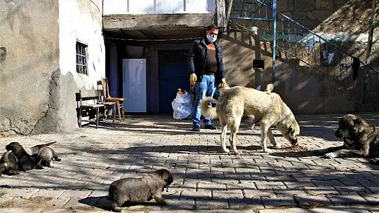 Kış geldi 850 hanelik köy 50'ye düştü, sokak hayvanları muhtara kaldı
