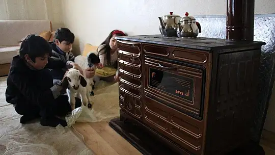 Kış Günü Doğan Kuzulara Soba Kenarında Bakılıyor