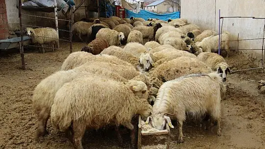 Kış Günü Doğan Kuzulara Soba Kenarında Bakılıyor