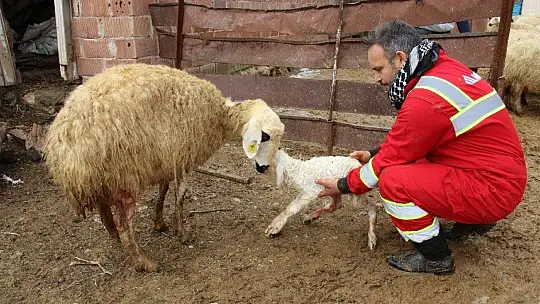 Kış Günü Doğan Kuzulara Soba Kenarında Bakılıyor