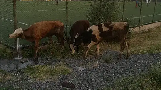 Koku gelince ortaya çıktı, kayıp hayvanlar 11 gün sonra halı sahada bulundu 1'i telef oldu
