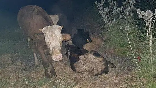 Koku gelince ortaya çıktı, kayıp hayvanlar 11 gün sonra halı sahada bulundu 1'i telef oldu