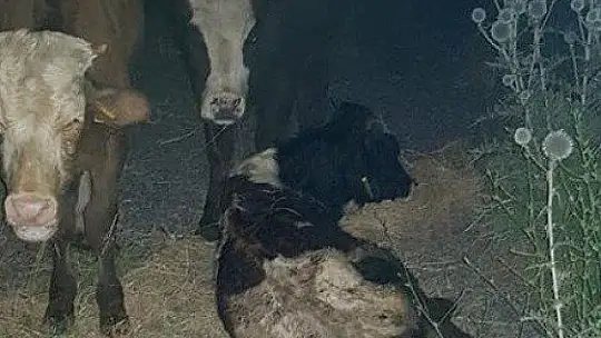 Koku gelince ortaya çıktı, kayıp hayvanlar 11 gün sonra halı sahada bulundu 1'i telef oldu