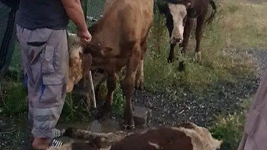 Koku gelince ortaya çıktı, kayıp hayvanlar 11 gün sonra halı sahada bulundu 1'i telef oldu