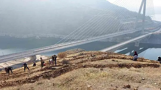 Kömürhan Köprüsünün iki yakasına 55 bin adet fidan dikilecek