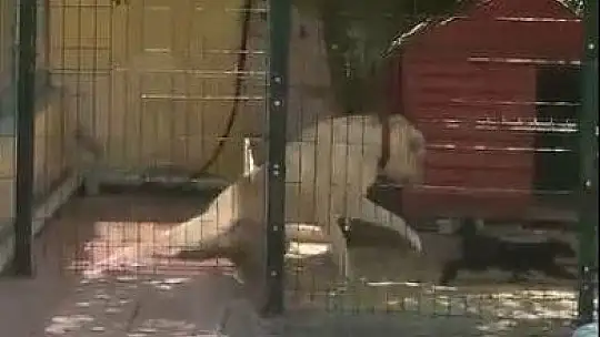 Köpeğin kulübesine giren kedi neye uğradığını şaşırdı