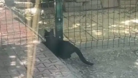 Köpeğin kulübesine giren kedi neye uğradığını şaşırdı