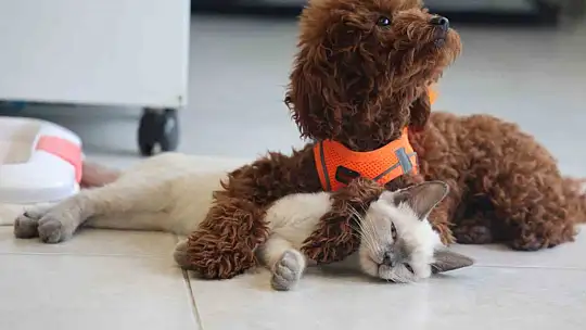 Köpek ile kedinin dostluğu görenleri hayretler içerisinde bırakıyor