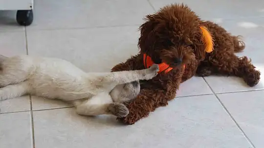 Köpek ile kedinin dostluğu görenleri hayretler içerisinde bırakıyor