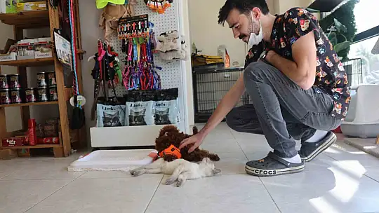 Köpek ile kedinin dostluğu görenleri hayretler içerisinde bırakıyor