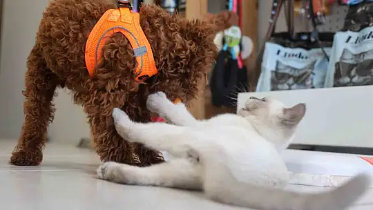 Köpek ile kedinin dostluğu görenleri hayretler içerisinde bırakıyor