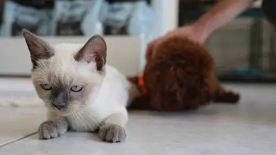 Köpek ile kedinin dostluğu görenleri hayretler içerisinde bırakıyor