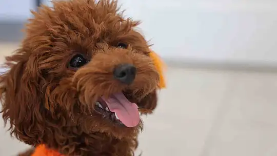 Köpek ile kedinin dostluğu görenleri hayretler içerisinde bırakıyor